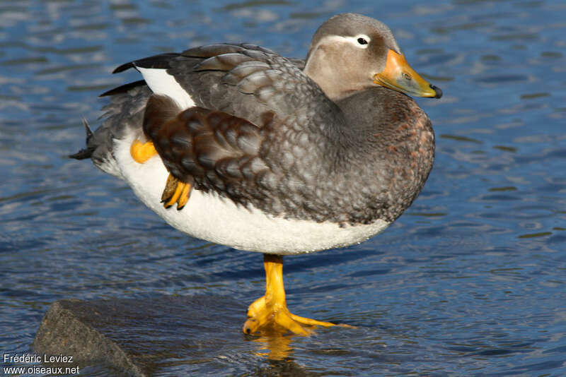Flying Steamer Duck male adult