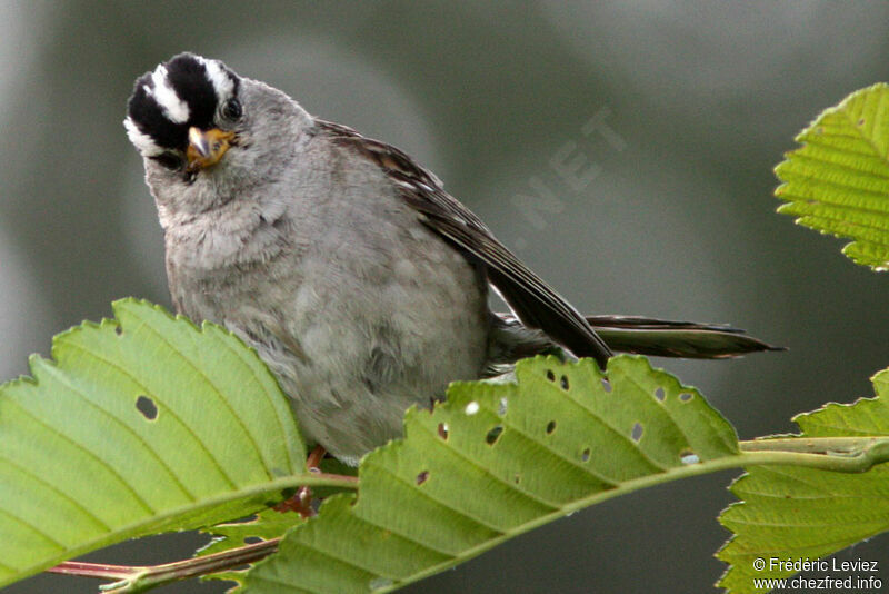 White-crowned Sparrowadult, identification