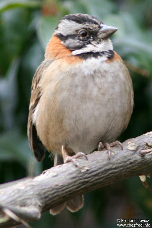 Rufous-collared Sparrowadult