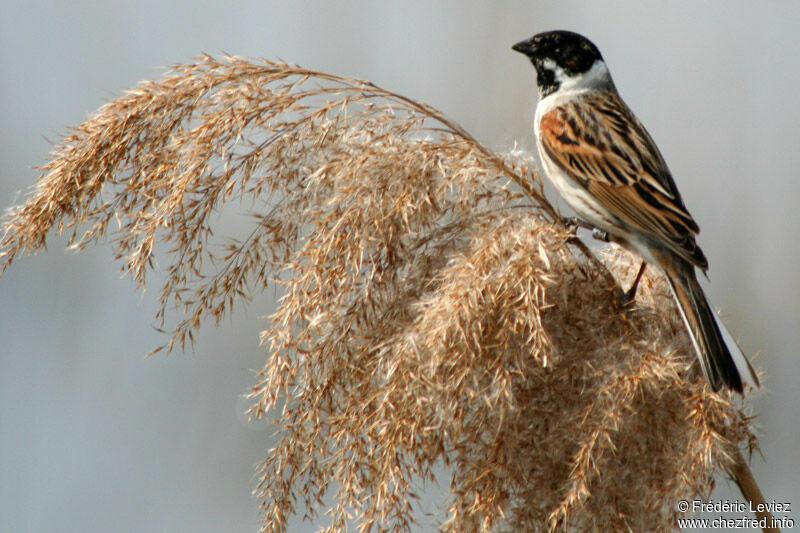 Common Reed Bunting male adult breeding