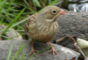 Ortolan Bunting 
&copy; Fr�d�ric Leviez