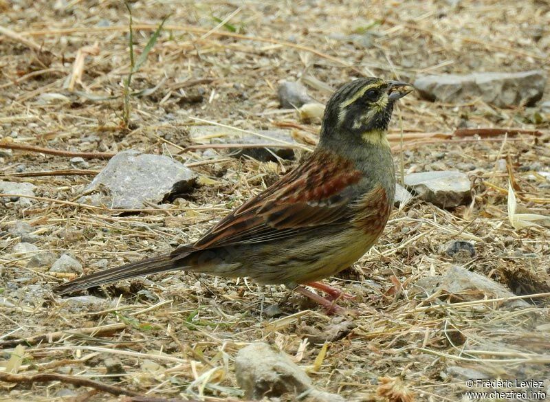 Cirl Bunting male adult, identification, close-up portrait, eats