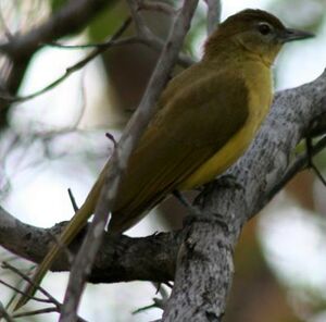 Bulbul � poitrine jaune