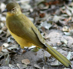 Bulbul � poitrine jaune