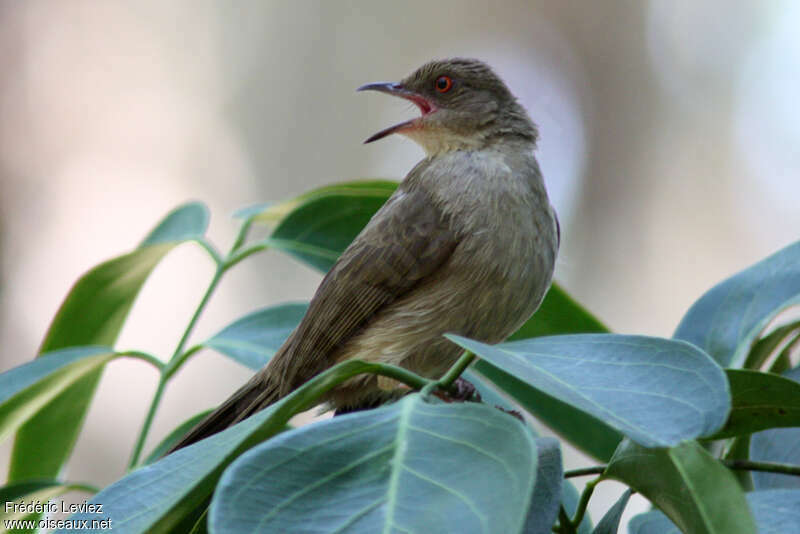Asian Red-eyed Bulbul, identification