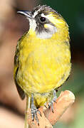 Yellow-eared Bulbul
