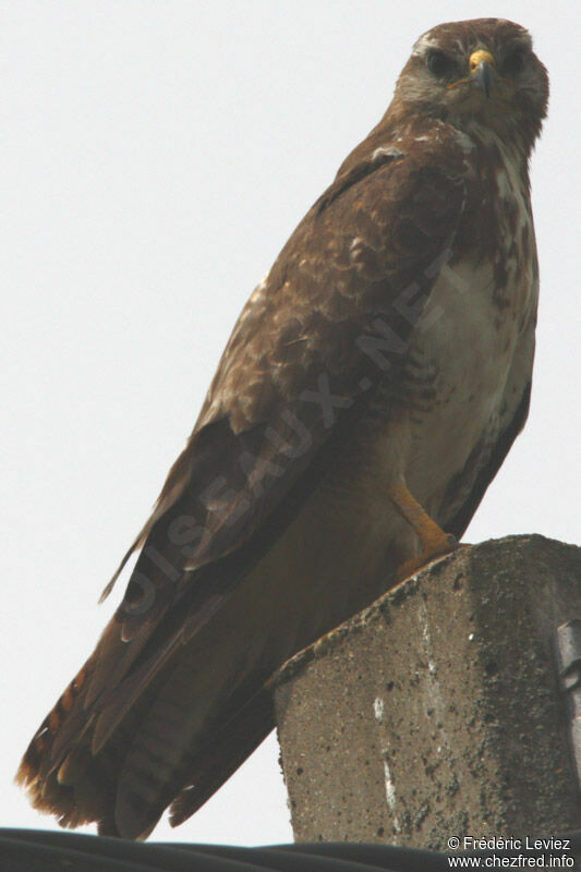 Common Buzzardadult, identification