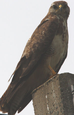 Buse variable
