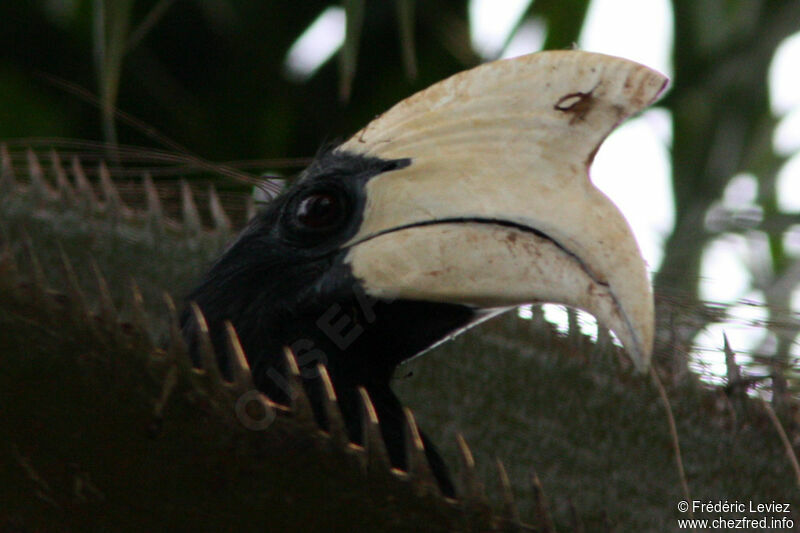 Black Hornbill male adult, identification