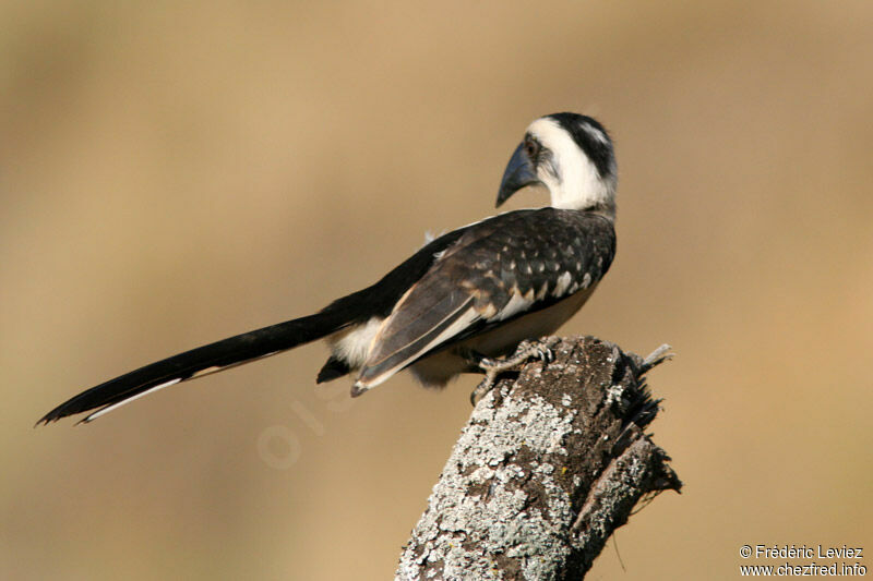 Von der Decken's Hornbill female adult