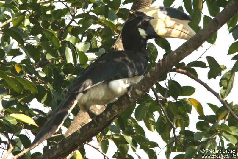 Malabar Pied Hornbill, identification