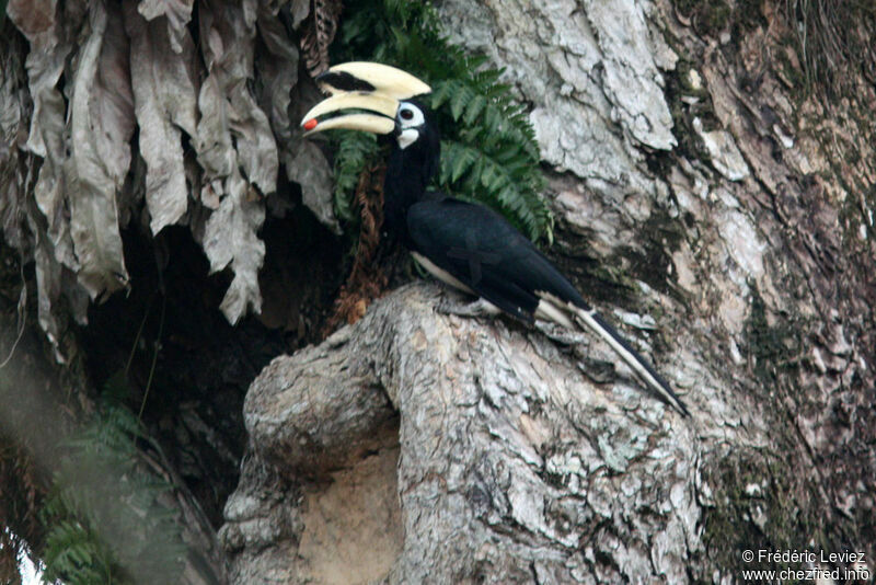 Oriental Pied Hornbill, identification, Reproduction-nesting