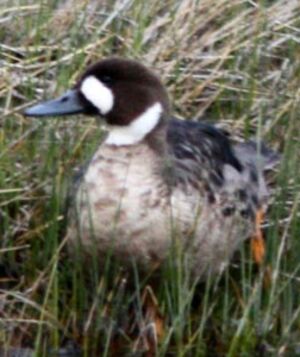 Canard � lunettes