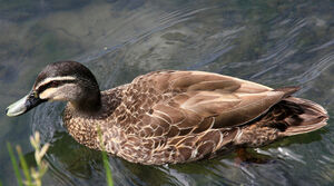 Canard � sourcils