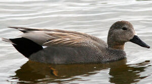 Canard chipeau