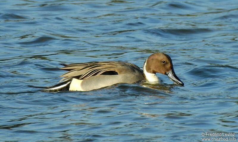 Northern Pintail male adult breeding, identification, close-up portrait, swimming