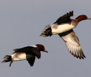 Canard siffleur