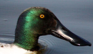 Northern Shoveler 
&copy; Fr�d�ric Leviez