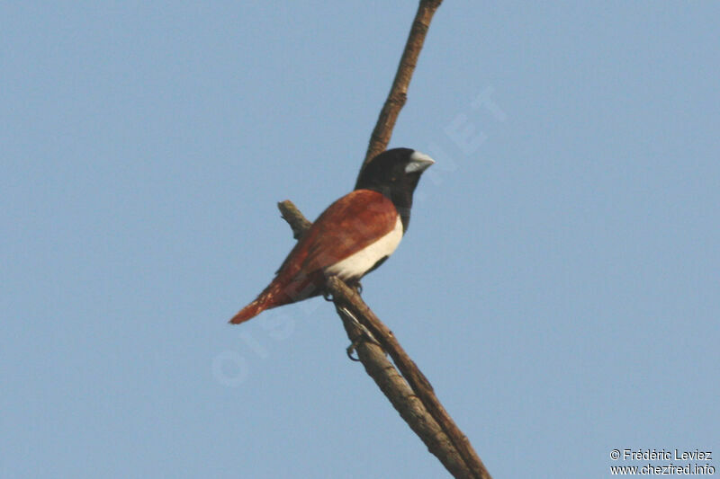 Tricolored Muniaadult, identification