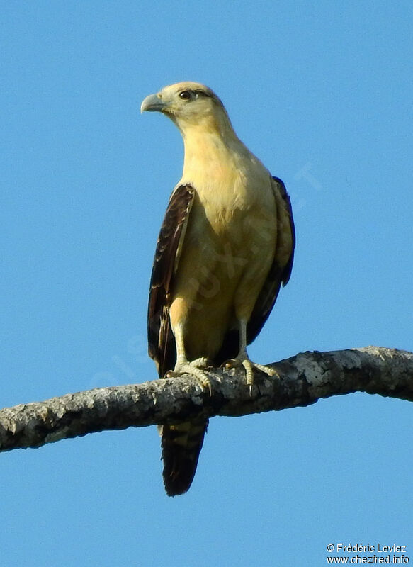 Yellow-headed Caracaraadult, identification
