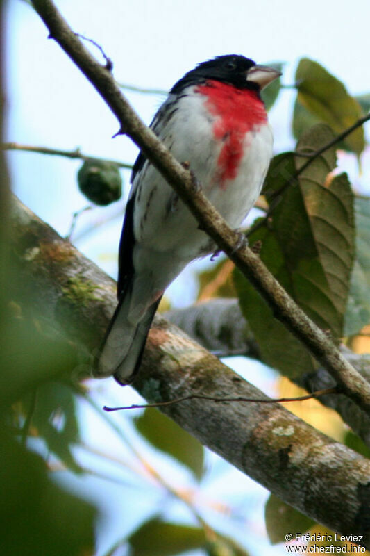 Cardinal à poitrine rose mâle adulte