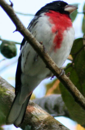 Rose-breasted Grosbeak 
&copy; Fr�d�ric Leviez