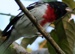 Rose-breasted Grosbeak 
&copy; Fr�d�ric Leviez