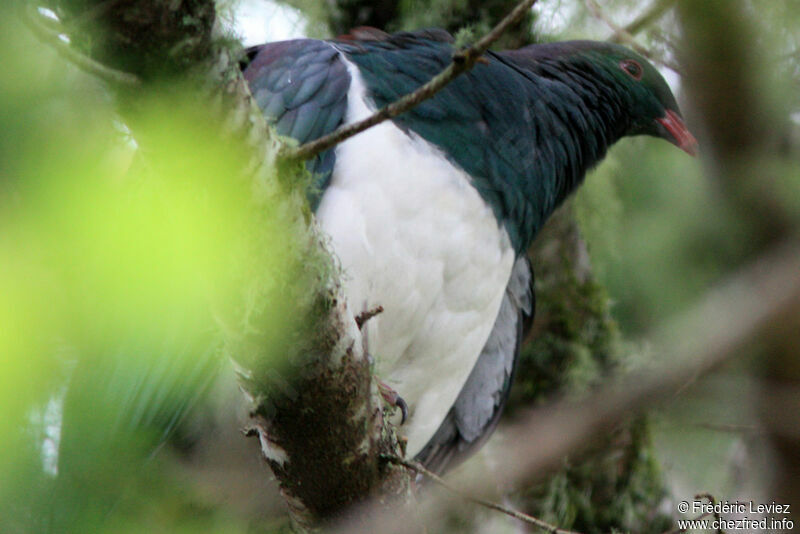 New Zealand Pigeon, identification