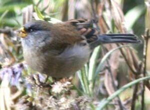 Band-tailed Seedeater