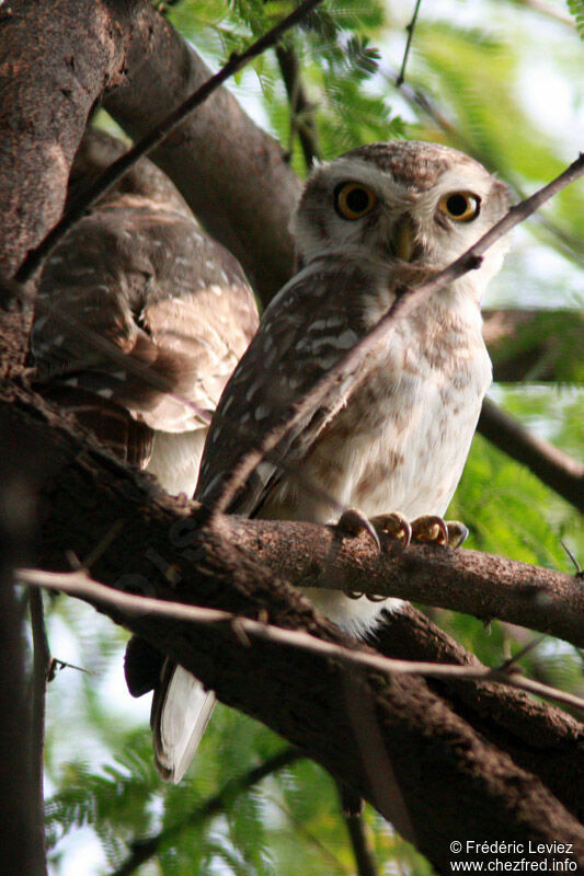 Spotted Owlet, identification
