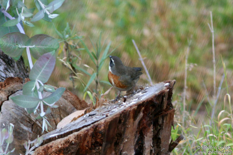 Chestnut-breasted Mountain Finchadult