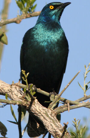 Choucador � oreillons bleus