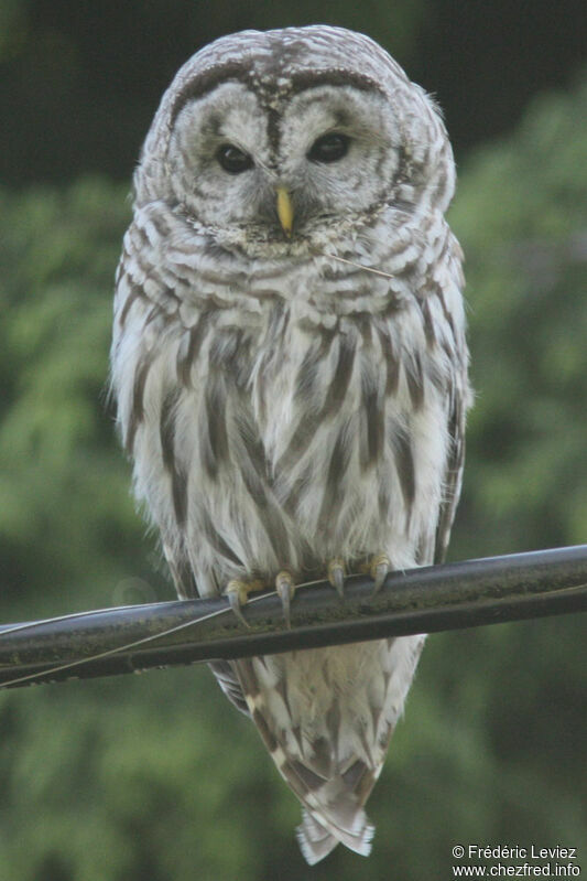 Barred Owl, identification