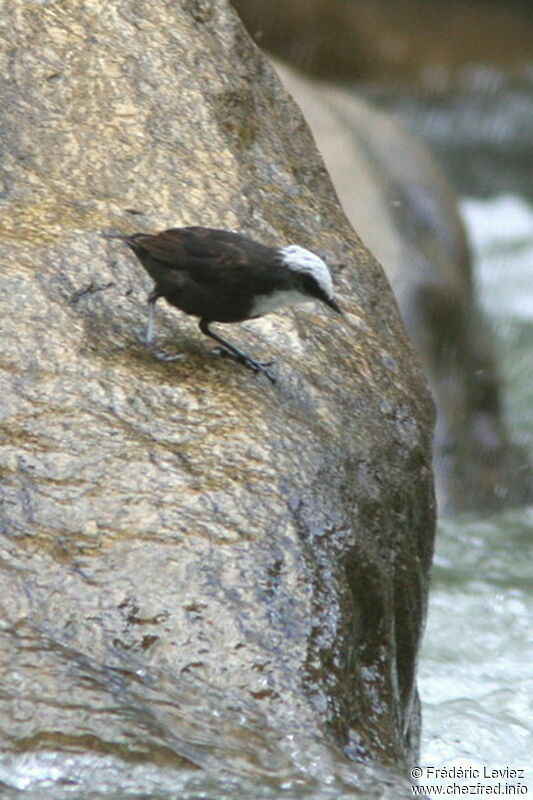 White-capped Dipperadult