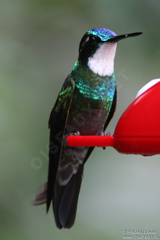 Colibri à ventre châtain mâle adulte, identification
