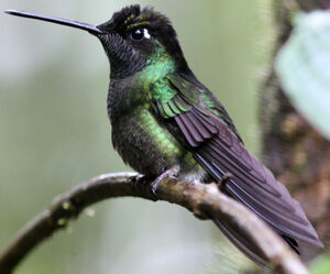 Magnificent Hummingbird