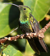 Colibri falle-vert