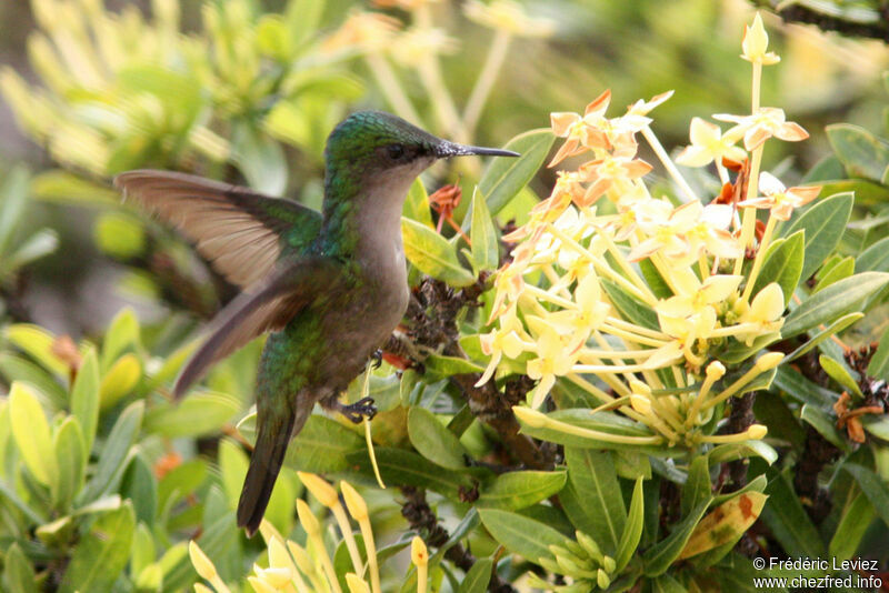 Antillean Crested Hummingbird female adult, Flight