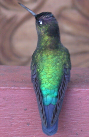 Fiery-throated Hummingbird