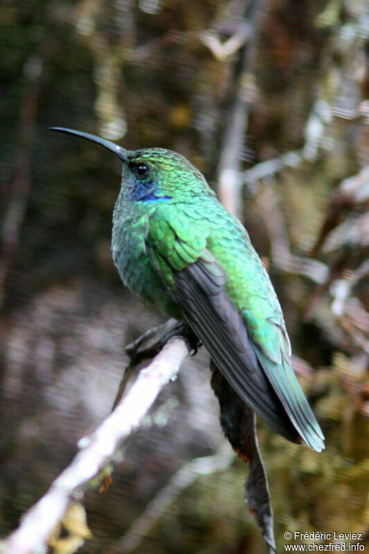 Colibri thalassin mâle adulte, identification