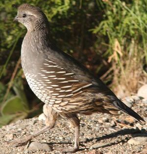 California Quail