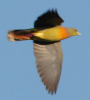Orange-breasted Green Pigeon