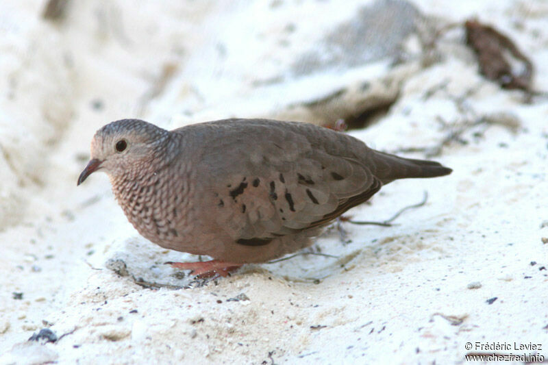 Common Ground Dove male adult