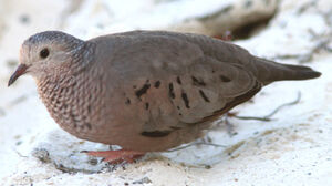 Common Ground Dove