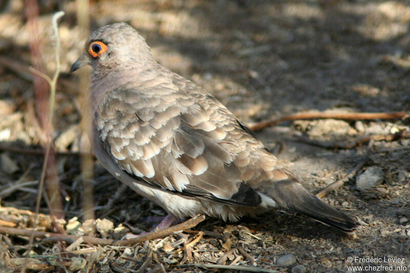 Bare-faced Ground Doveadult
