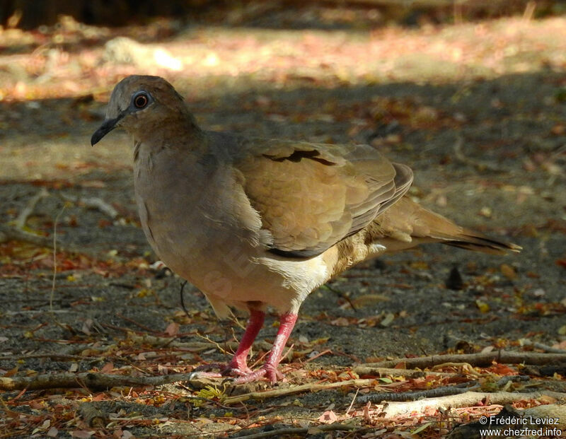 White-tipped Doveadult, identification