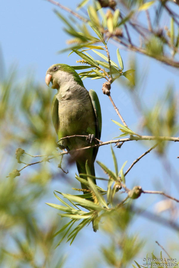 Conure veuve - Myiopsitta monachus