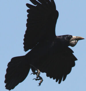 Rook 
&copy; Fr�d�ric Leviez
