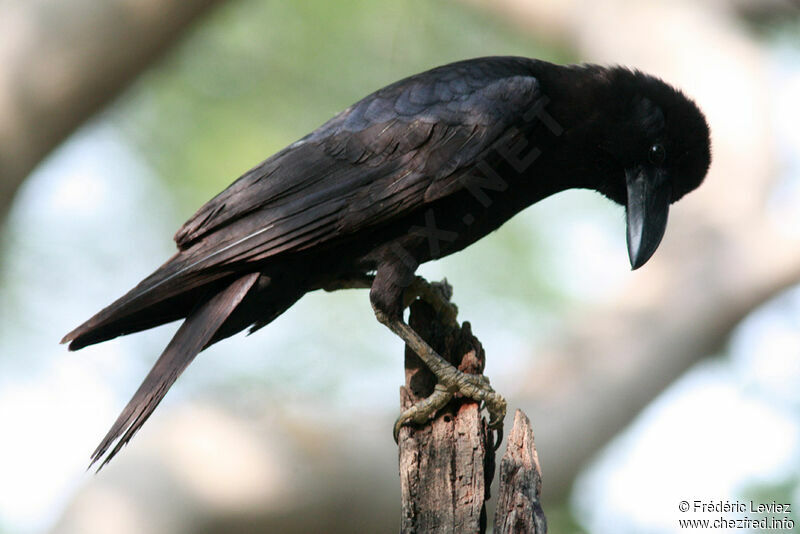 Corbeau indien, identification
