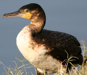 Cormoran � poitrine blanche